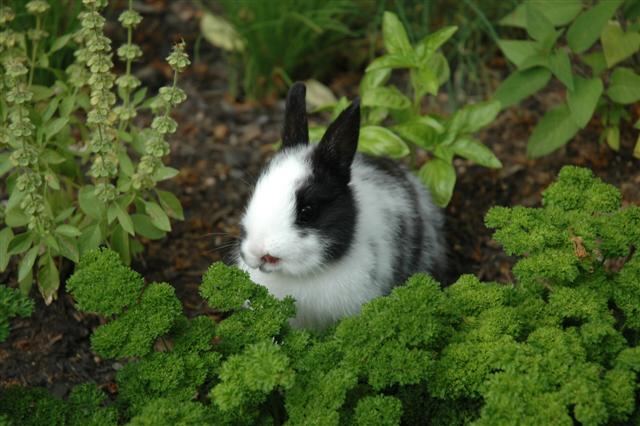 oreo-in-the-garden-2-