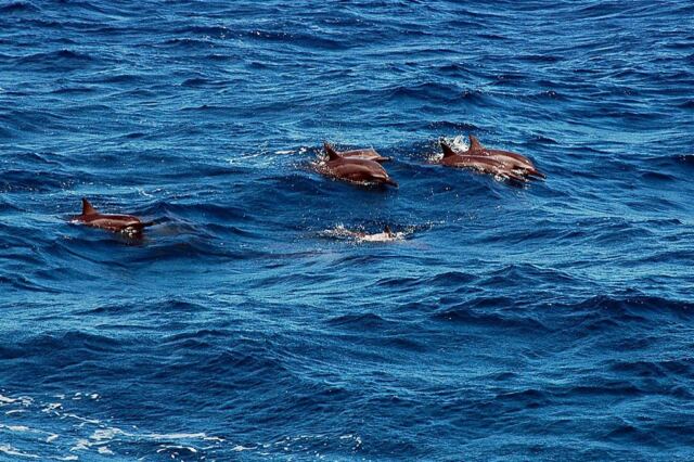 Dolphins (7)