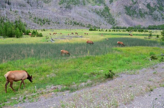 Elk Meadow - on the way to West Yellowstone (3)