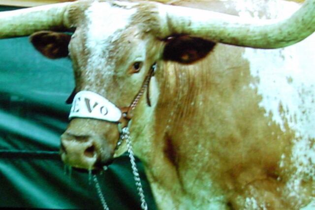 Our boy, Bevo
