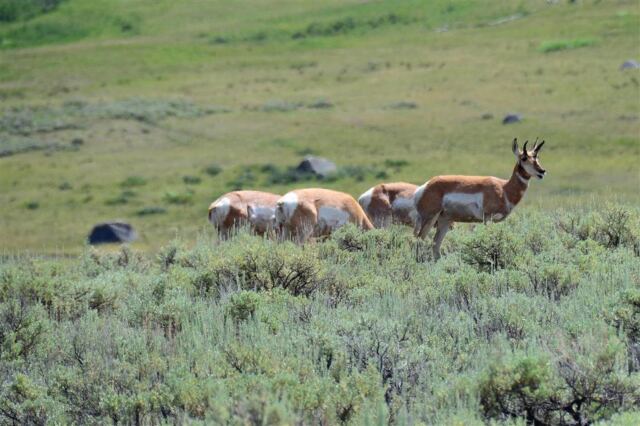 Lamar Valley Pronghorn (3)