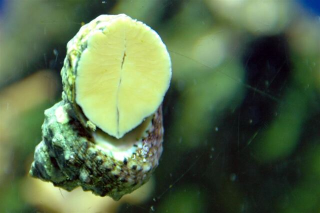 Snail on the glass