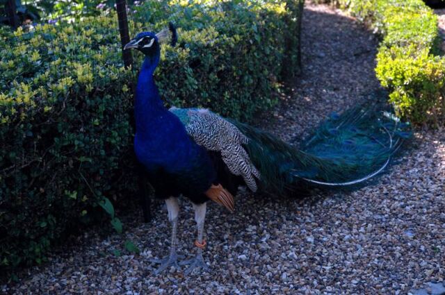 Warwick peacock