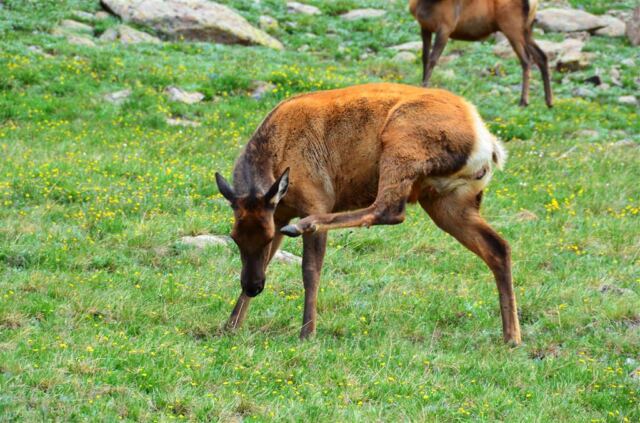 Elk cows (5)