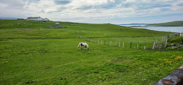 The Shetland Pony Experience 30