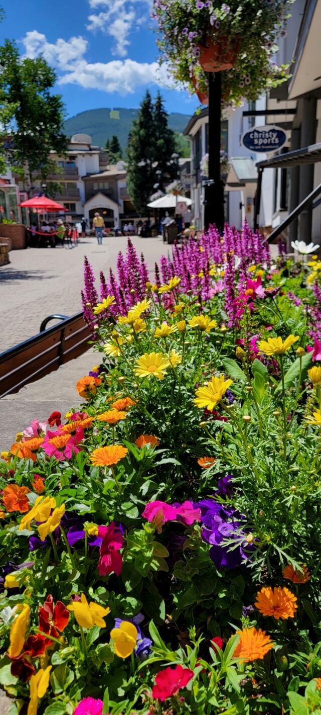 Vail Village flowers 2