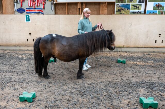 The Shetland Pony Experience 60