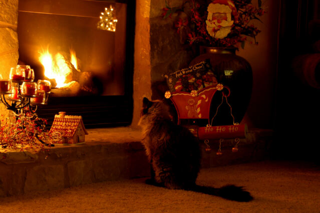 rambo-assumes-his-favorite-winter-position