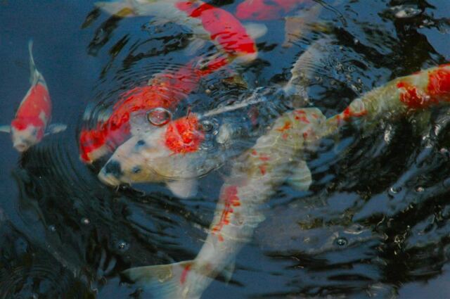 Koi feeding (9)