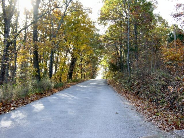 ozark-road-and-trees-3-