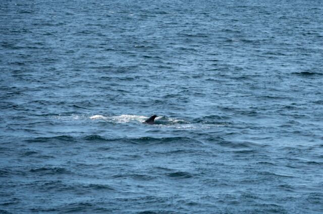 Cape Cod fin whales 05