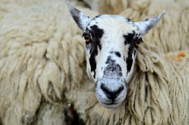 Shipston Wool Fair - sheep (6)